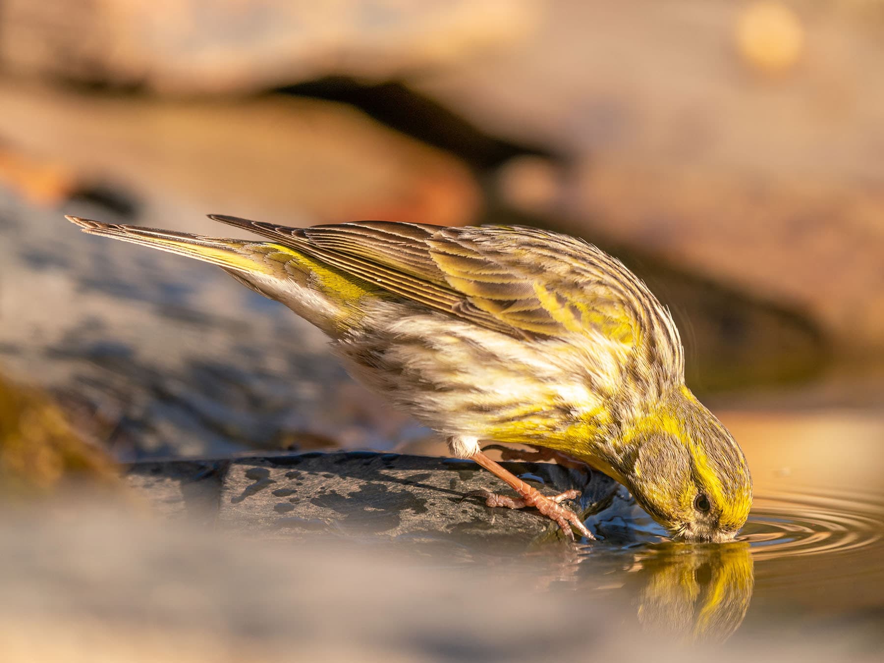 Close up of a Serin drinking water