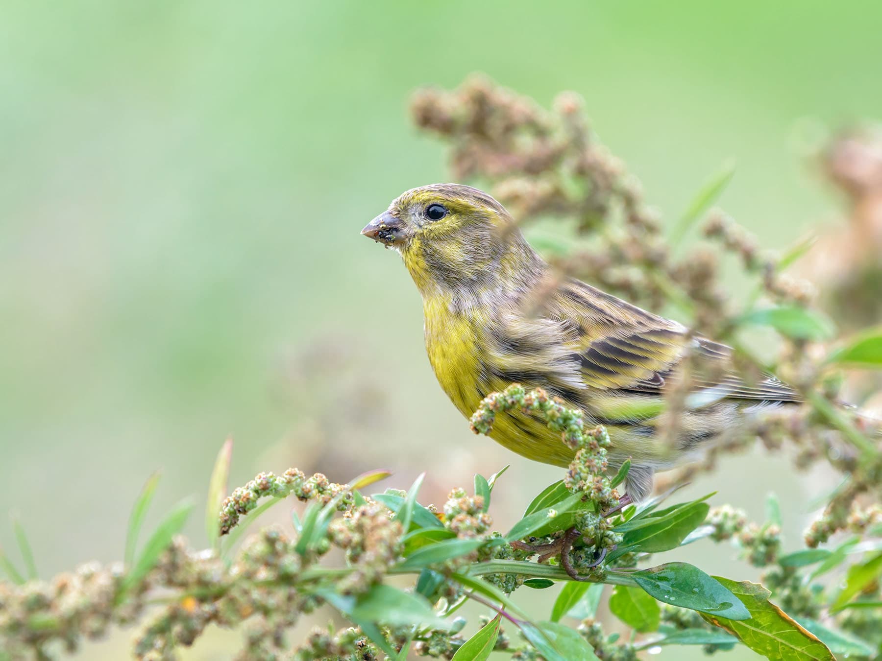 Serin feeding on seeds