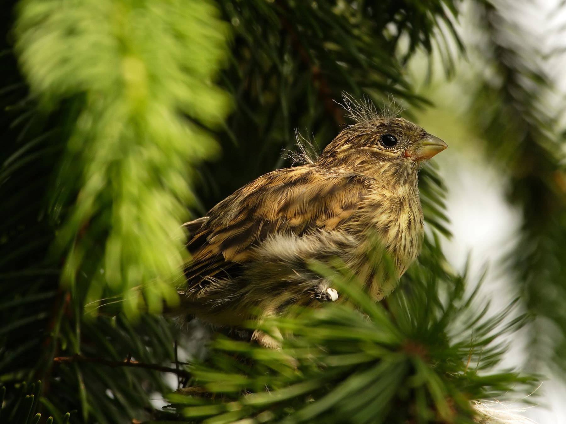 European Serin chick, after recently fledging the nest