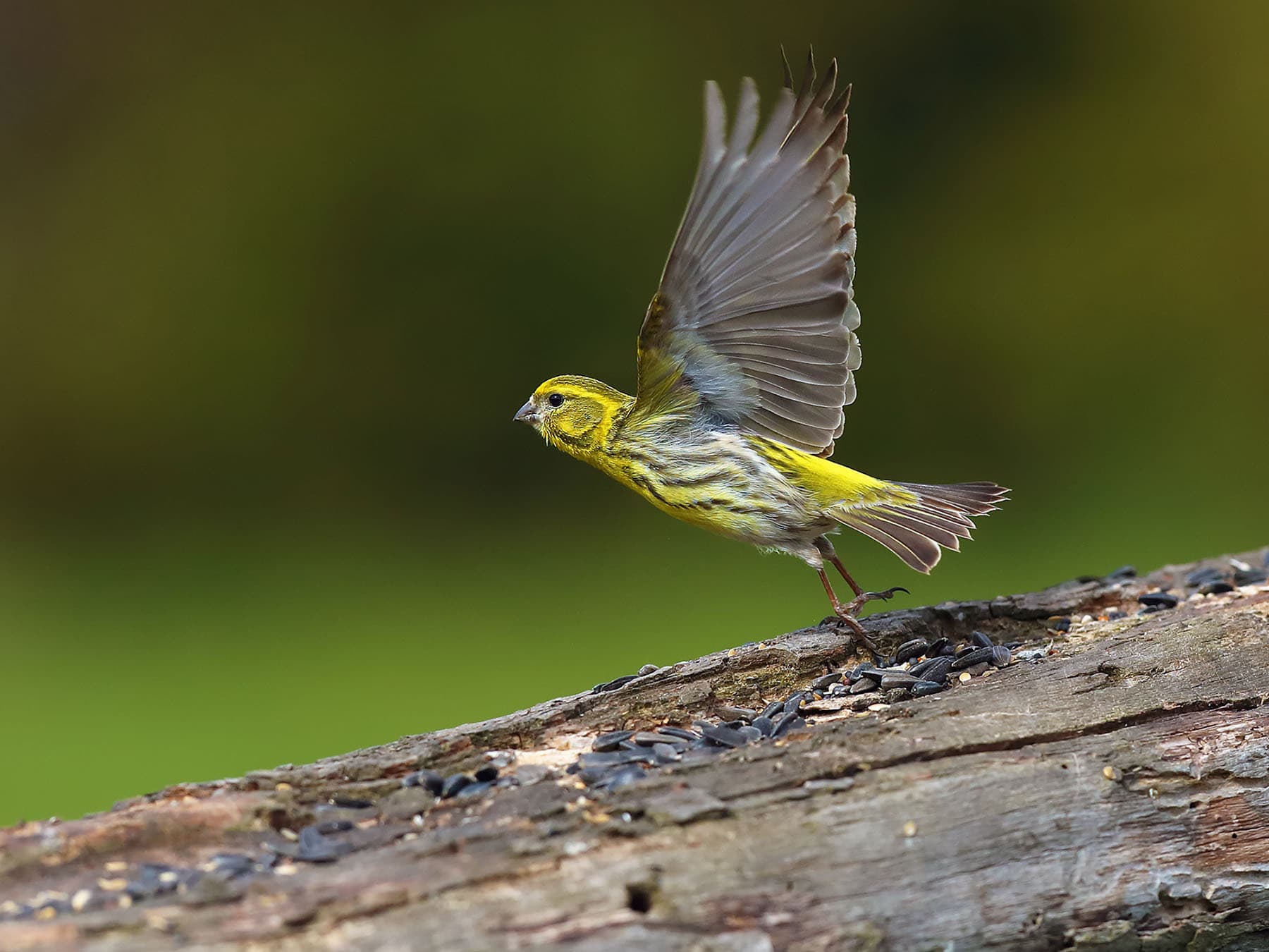 Serin taking off for flight