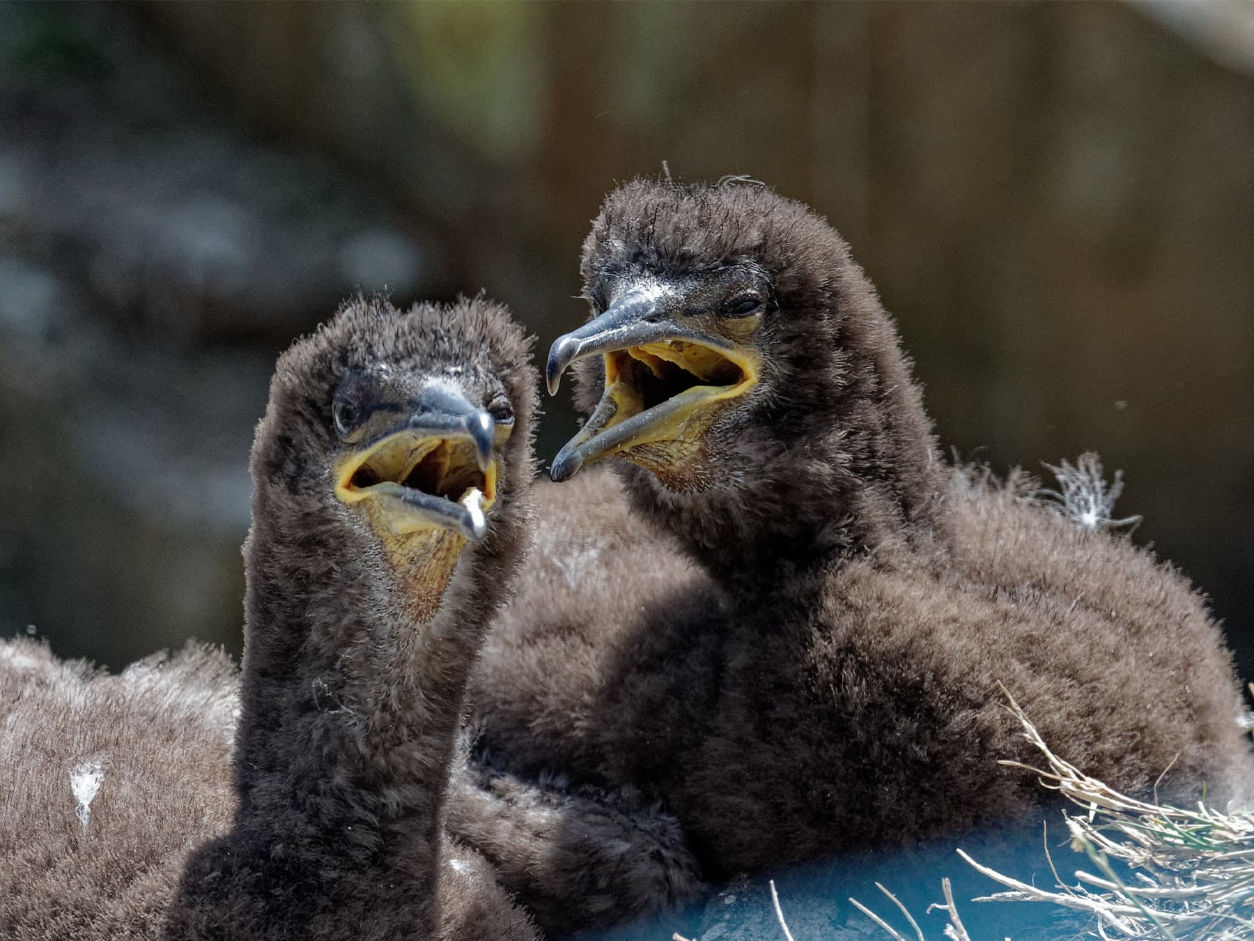 Shag chicks in their nest