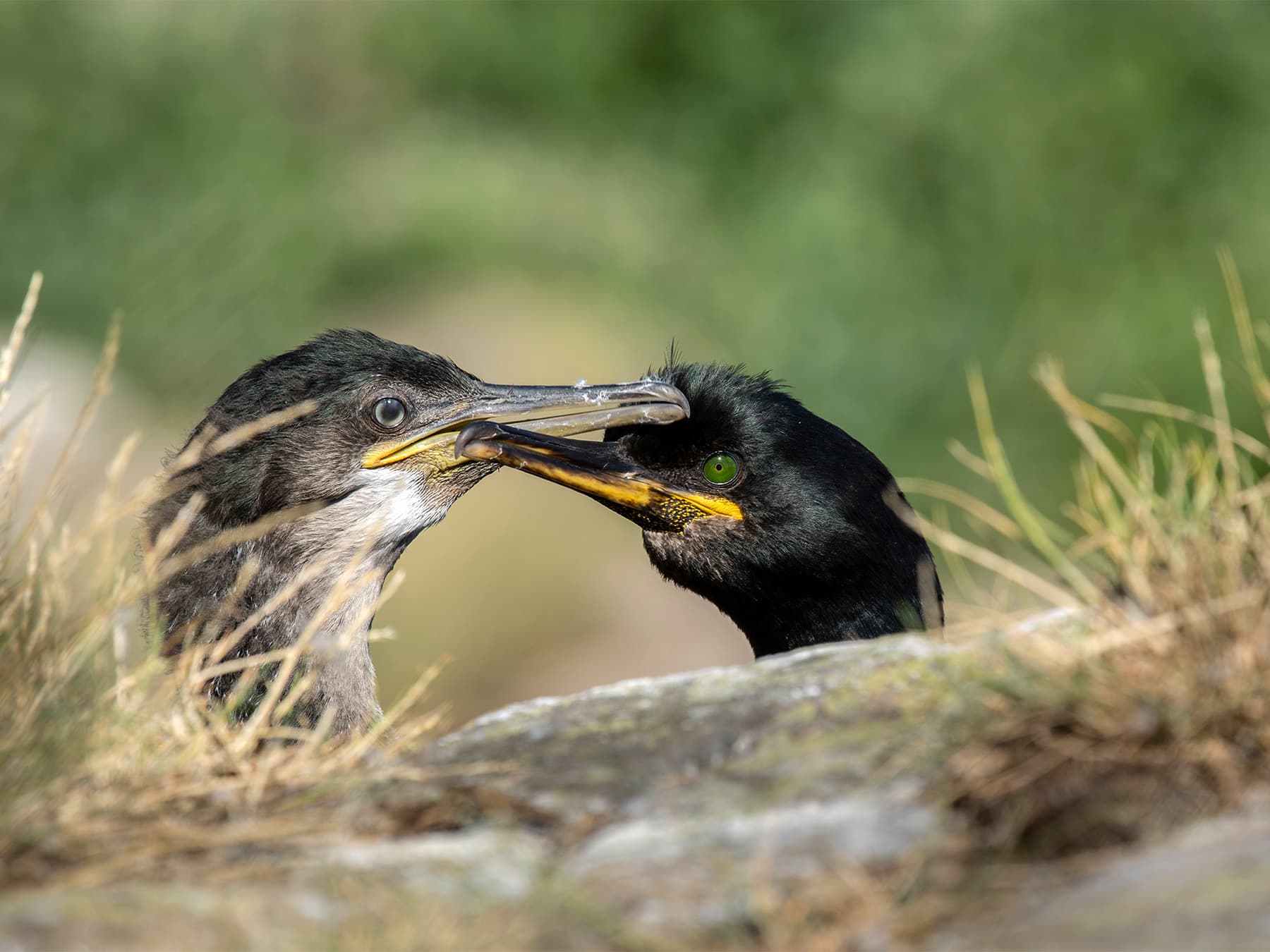 Adult Shag feeding its young