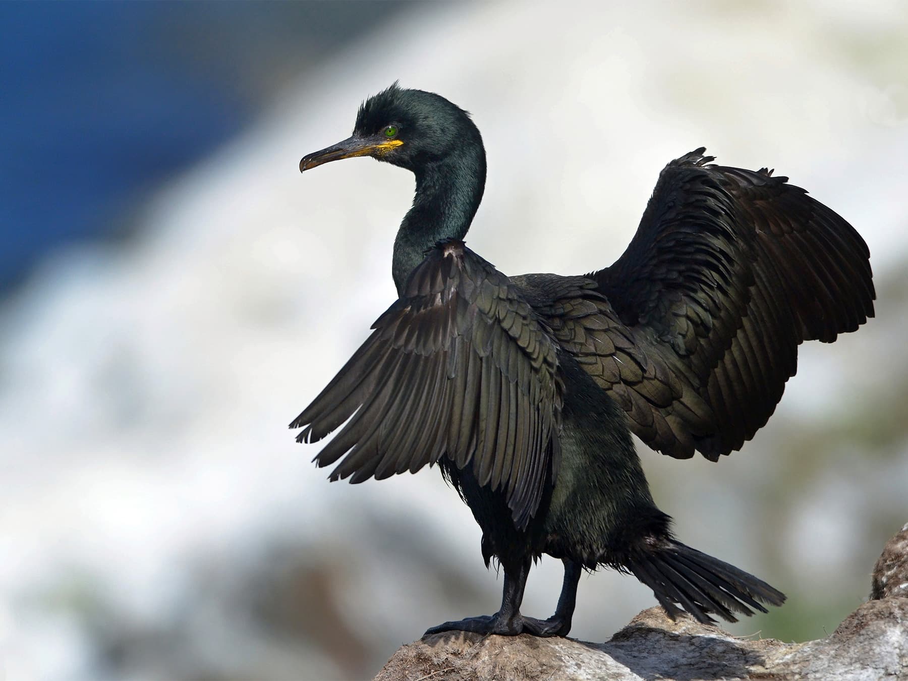 Shag standing on the rocks stretching its wings