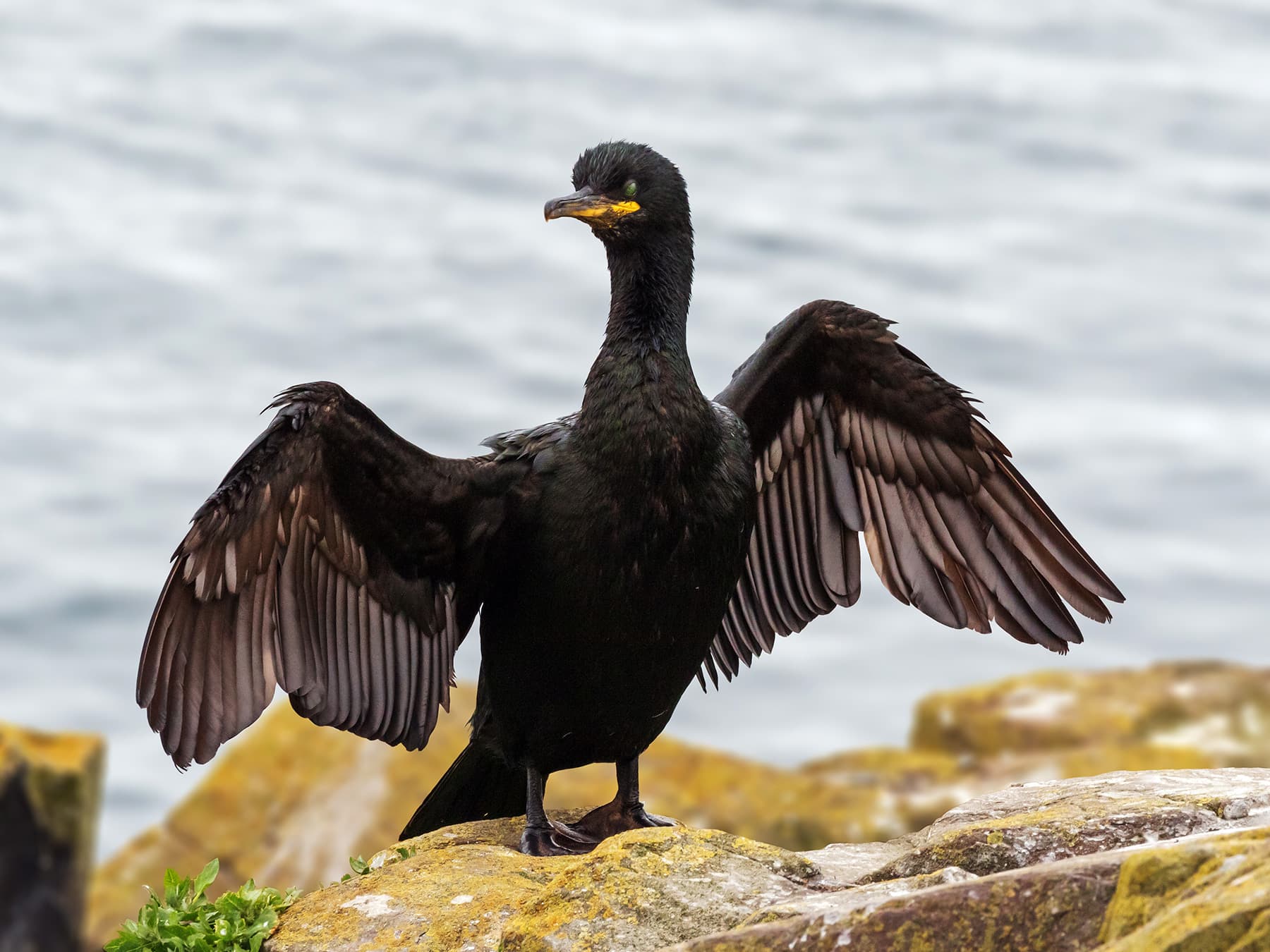 Shag standing on the rocks with wings outstretched