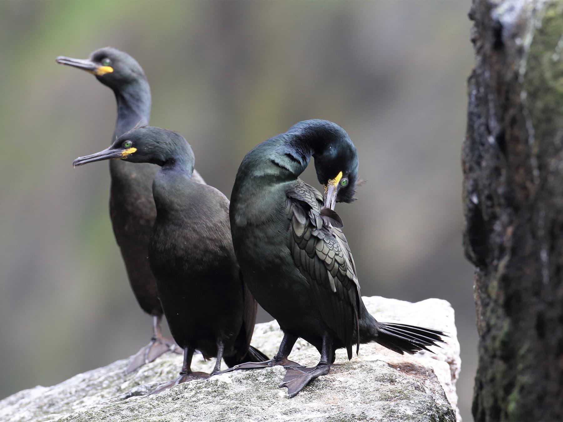 Shag in natural habitat preening