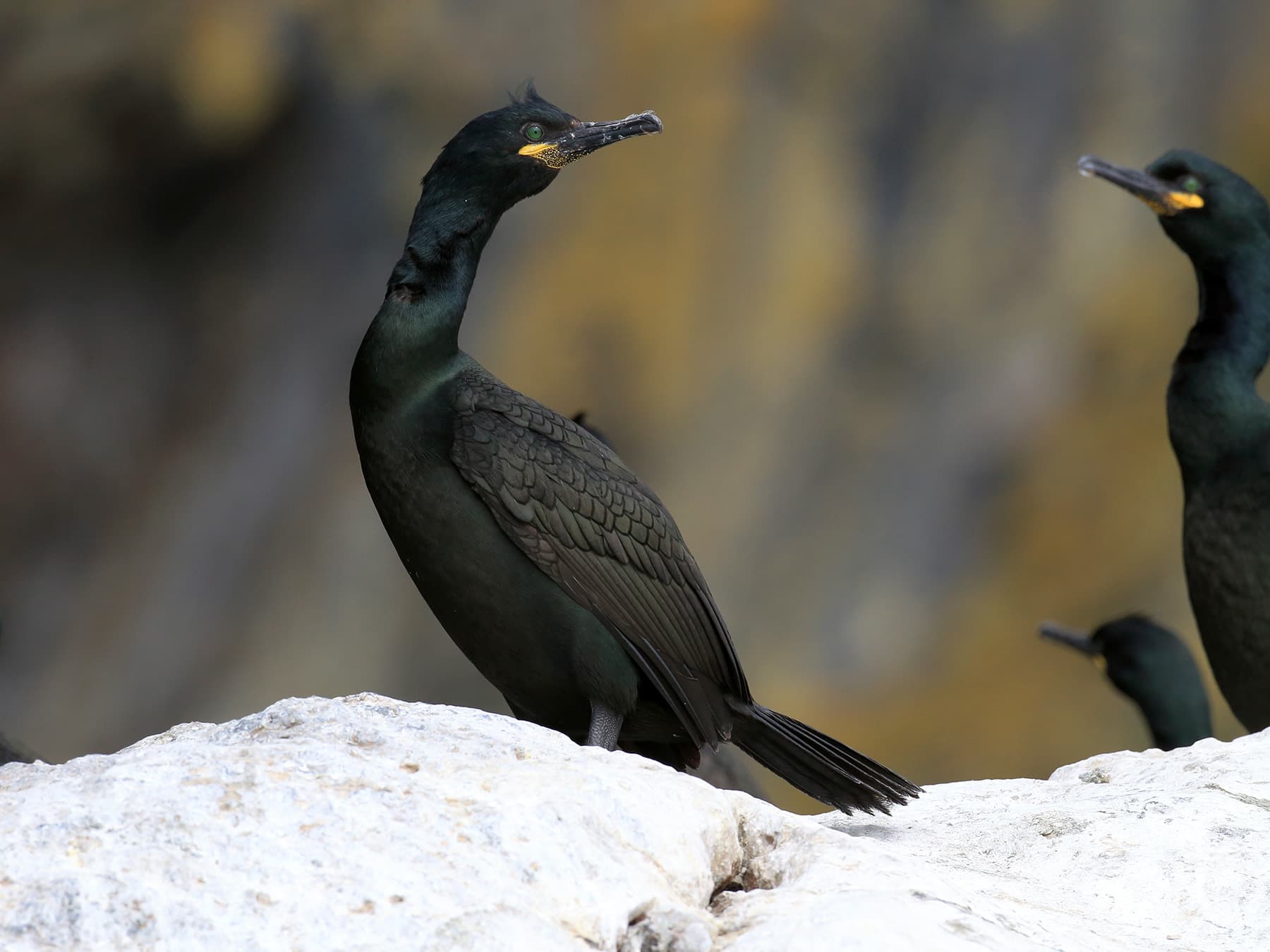 Shags in rocky coast habitat