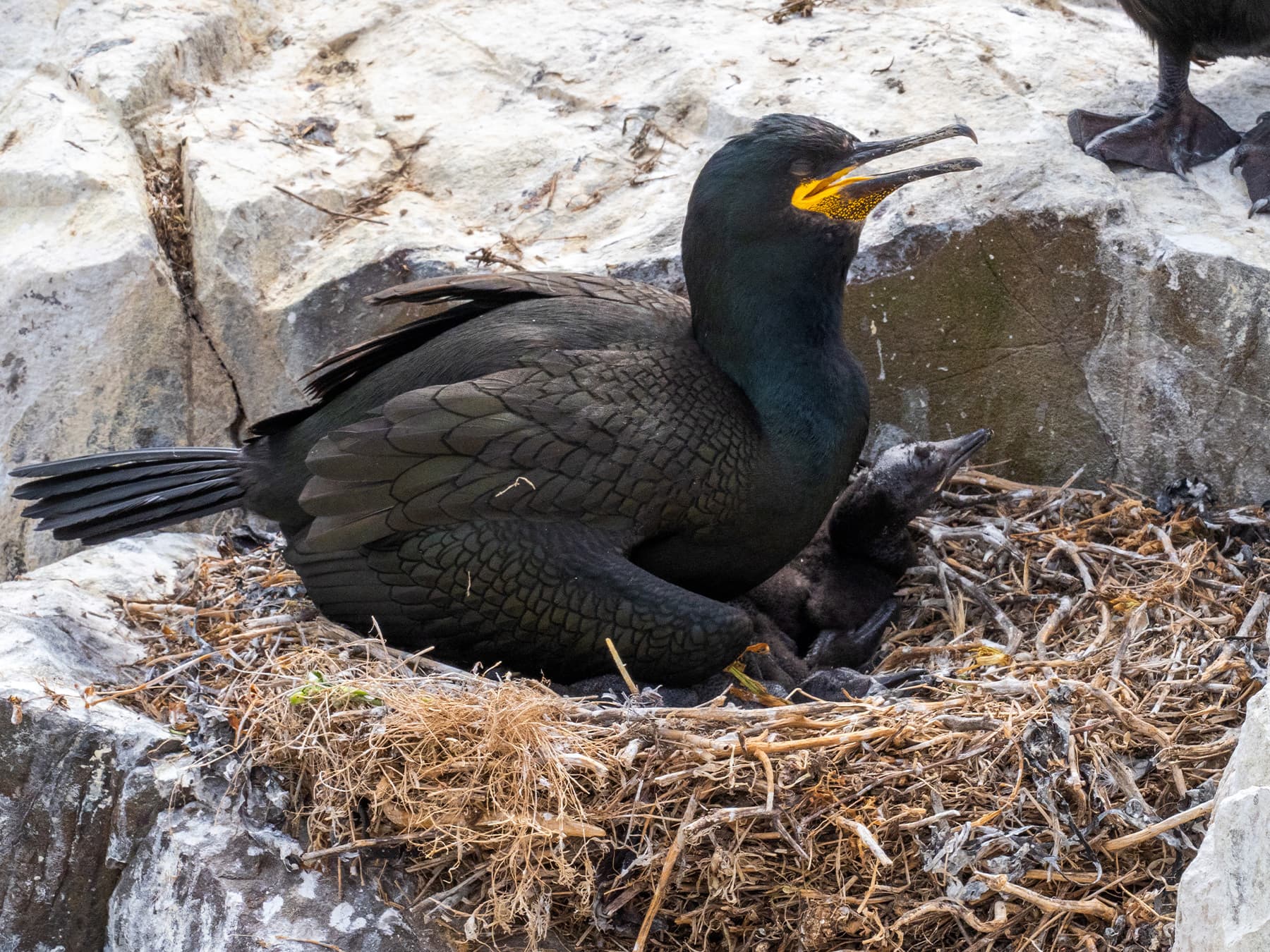 Shag sitting on the nest with chicks