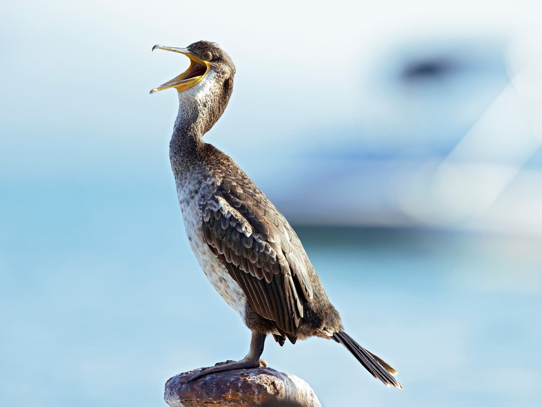 Shag non-breeding plumage