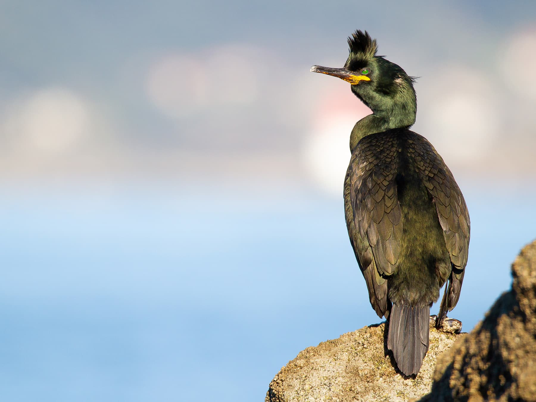 Shag breeding plumage