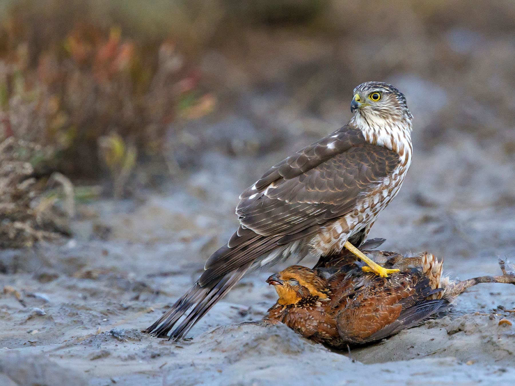 Sharp-shinned Hawk with first winter plumage