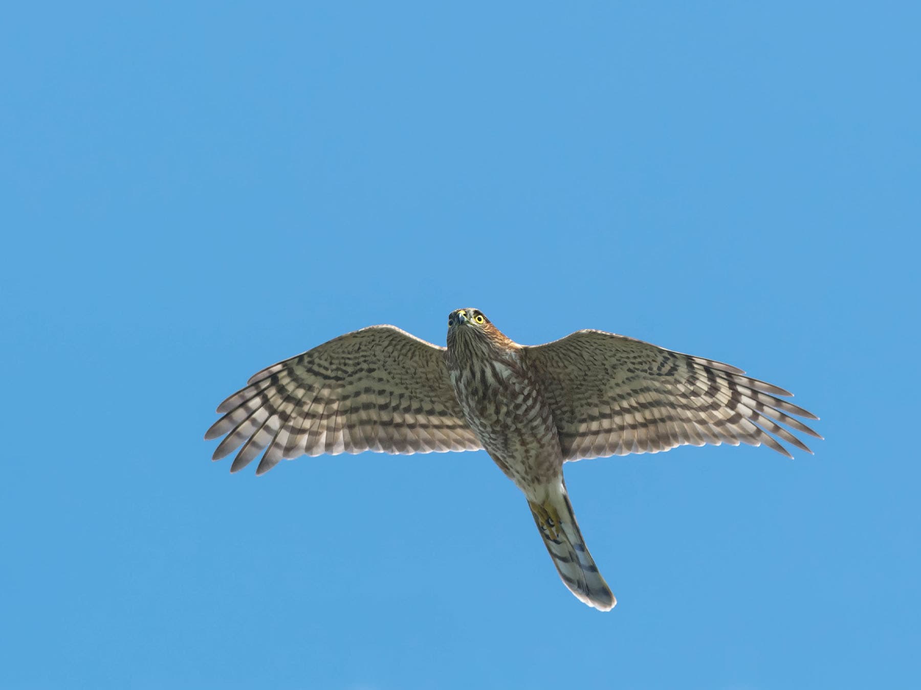 Sharp-shinned Hawk in-flight