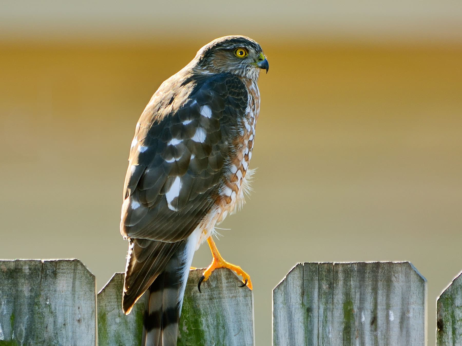 Sharp shinned hawk juvenile