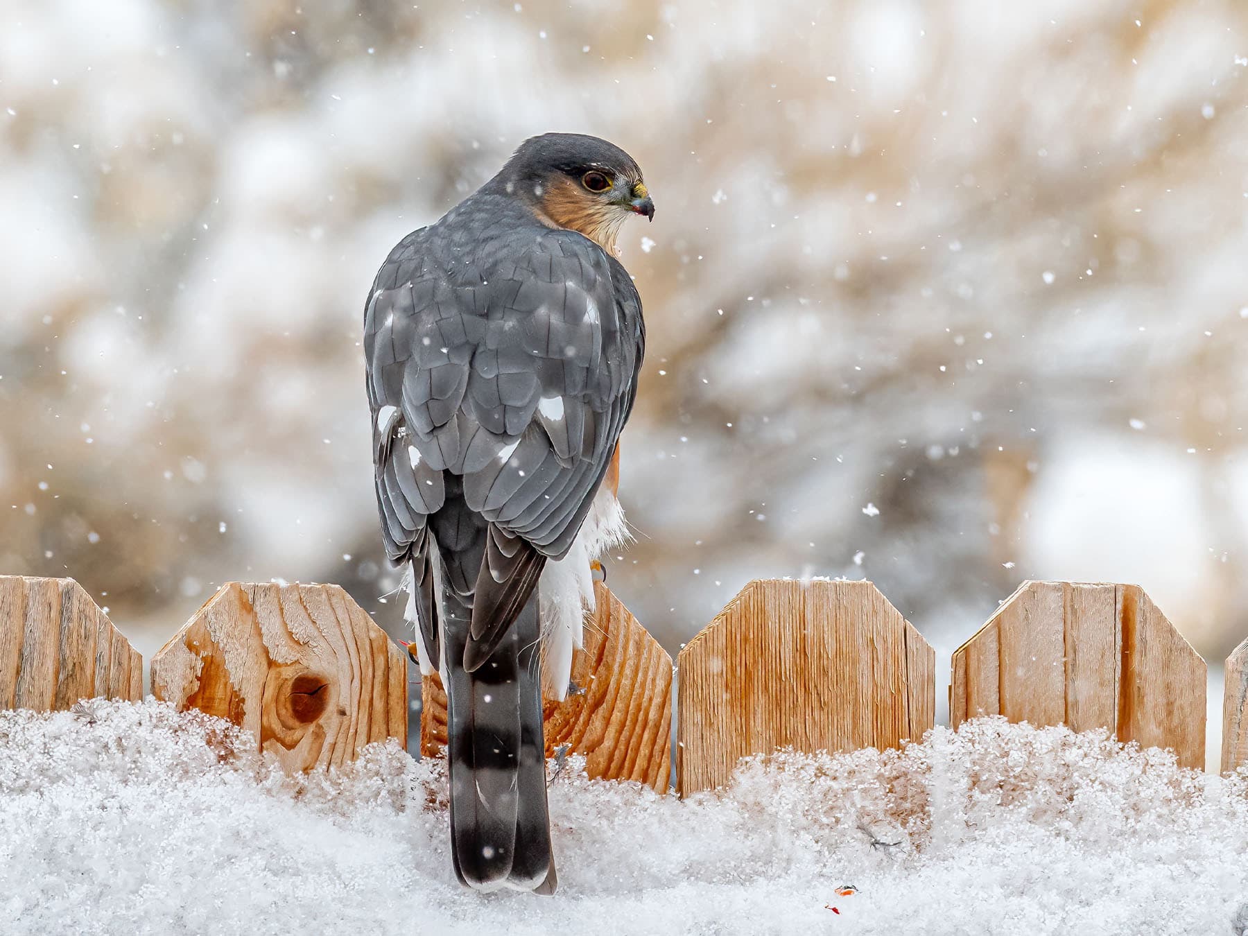 Sharp-shinned Hawk during winter