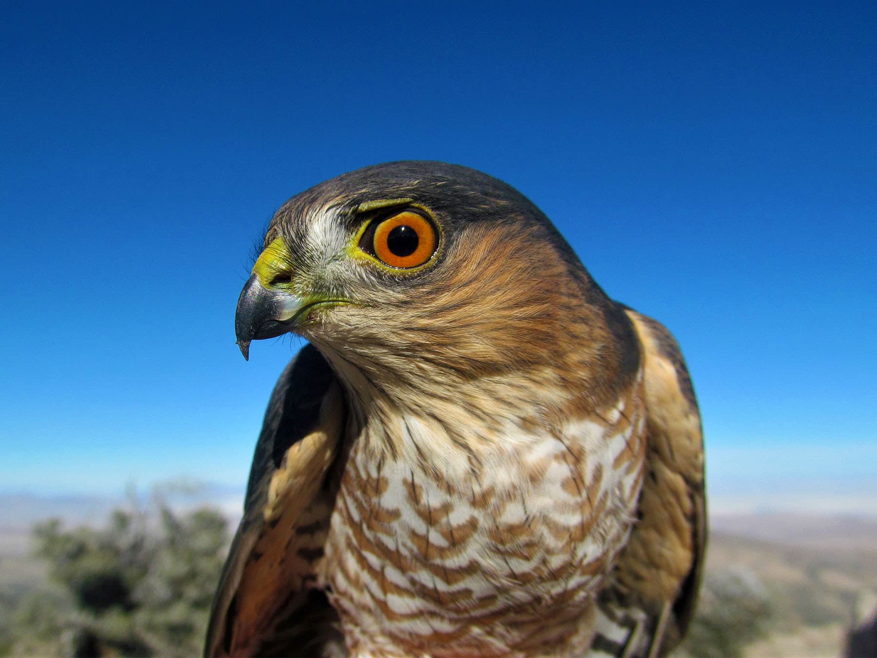 Portrait of a Sharp-shinned Hawk