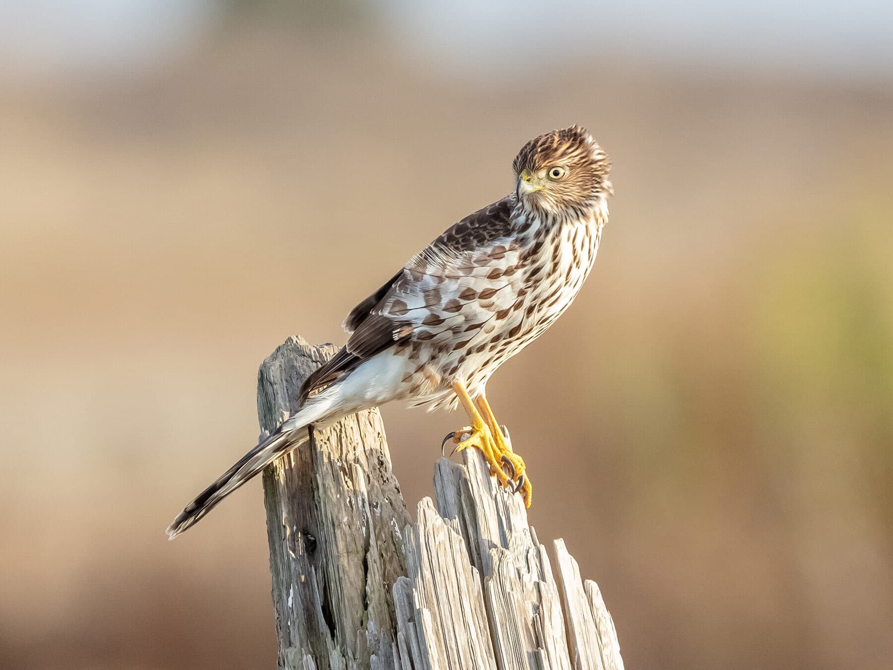 Sharp shinned hawk