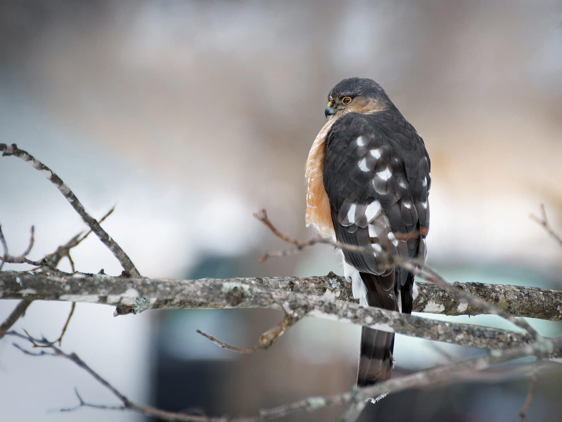 Sharp shinned hawk