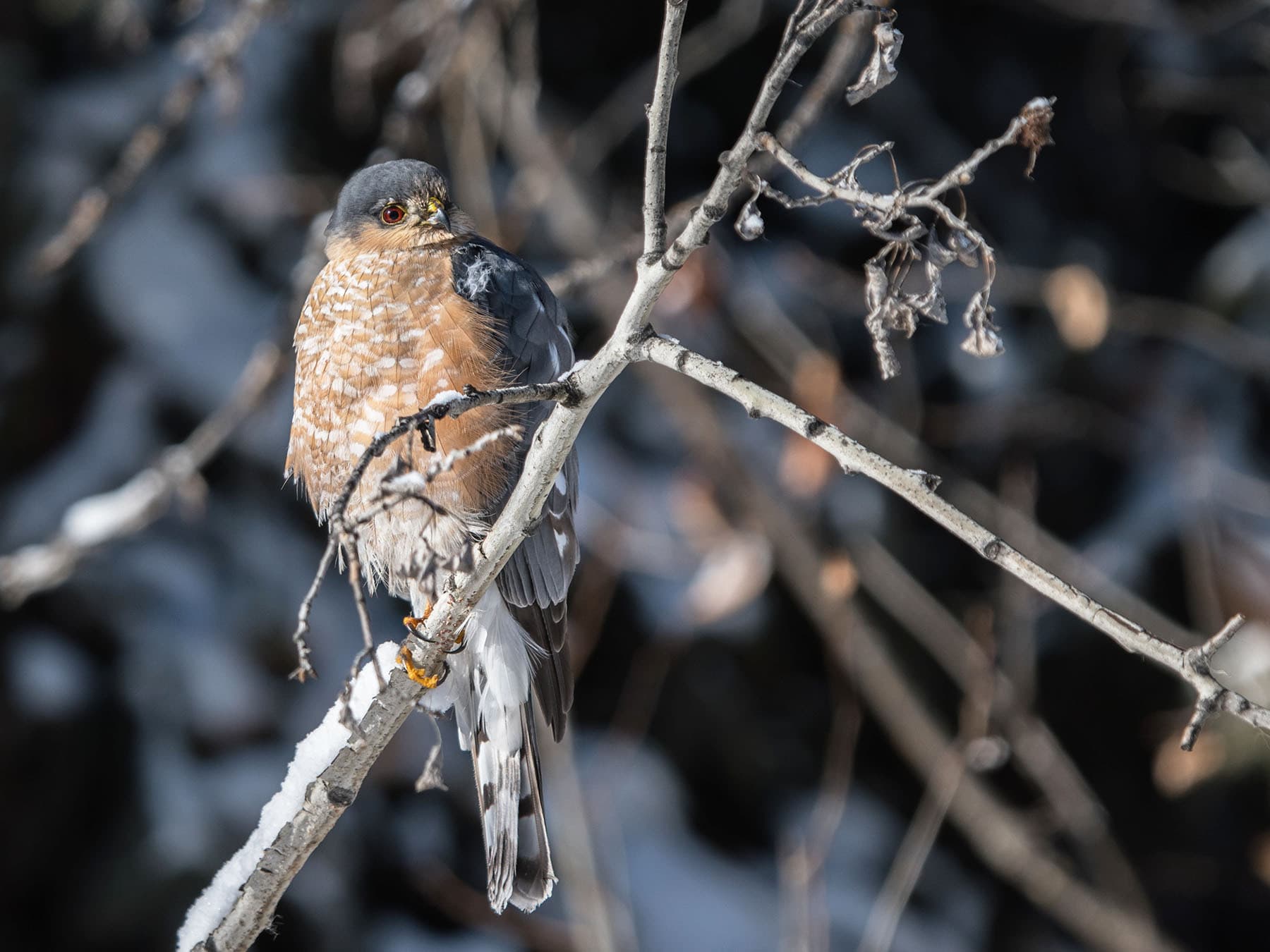 Sharp-shinned Hawk