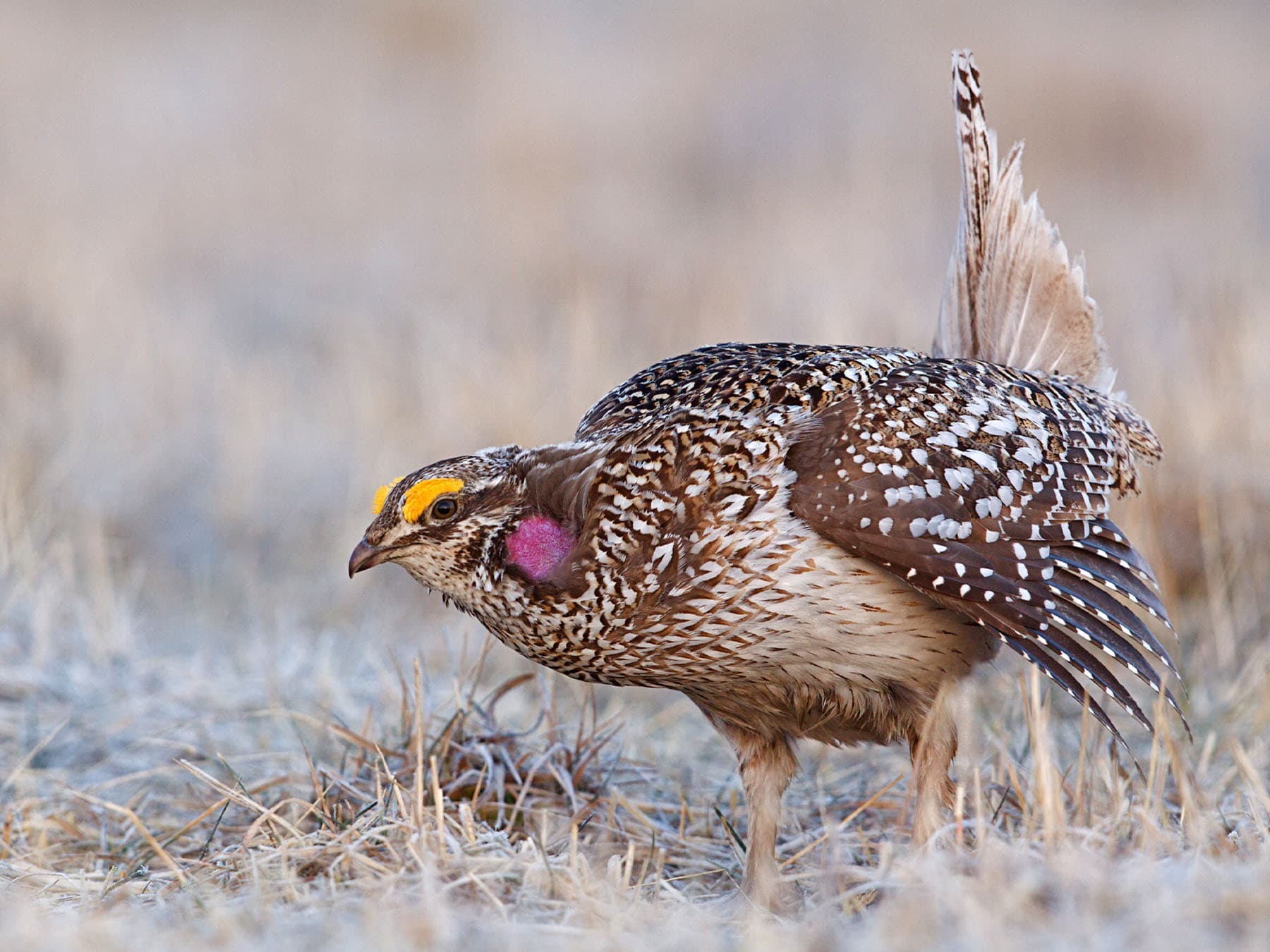 Sharp tailed grouse dancing during mating display