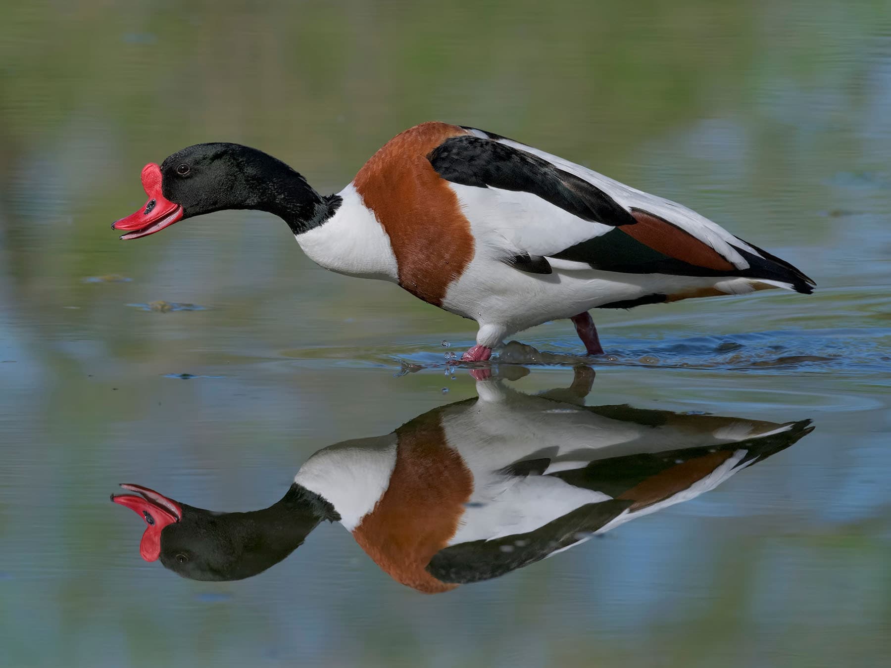 Shelduck foraging for food in the water