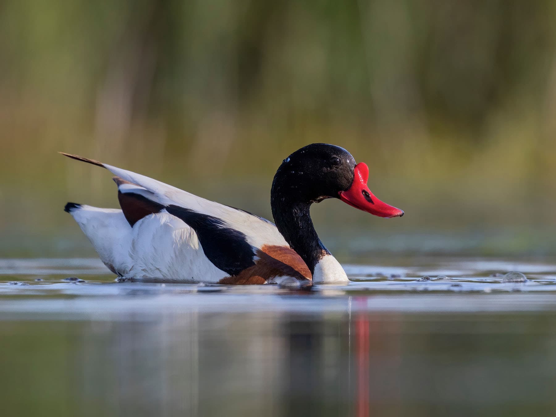Shelduck swimming in the water, in its natural habitat