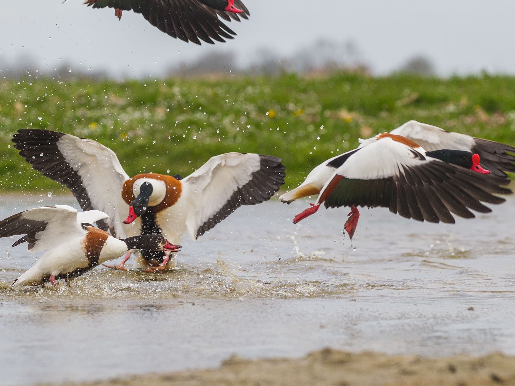 Shelducks chasing during the mating season