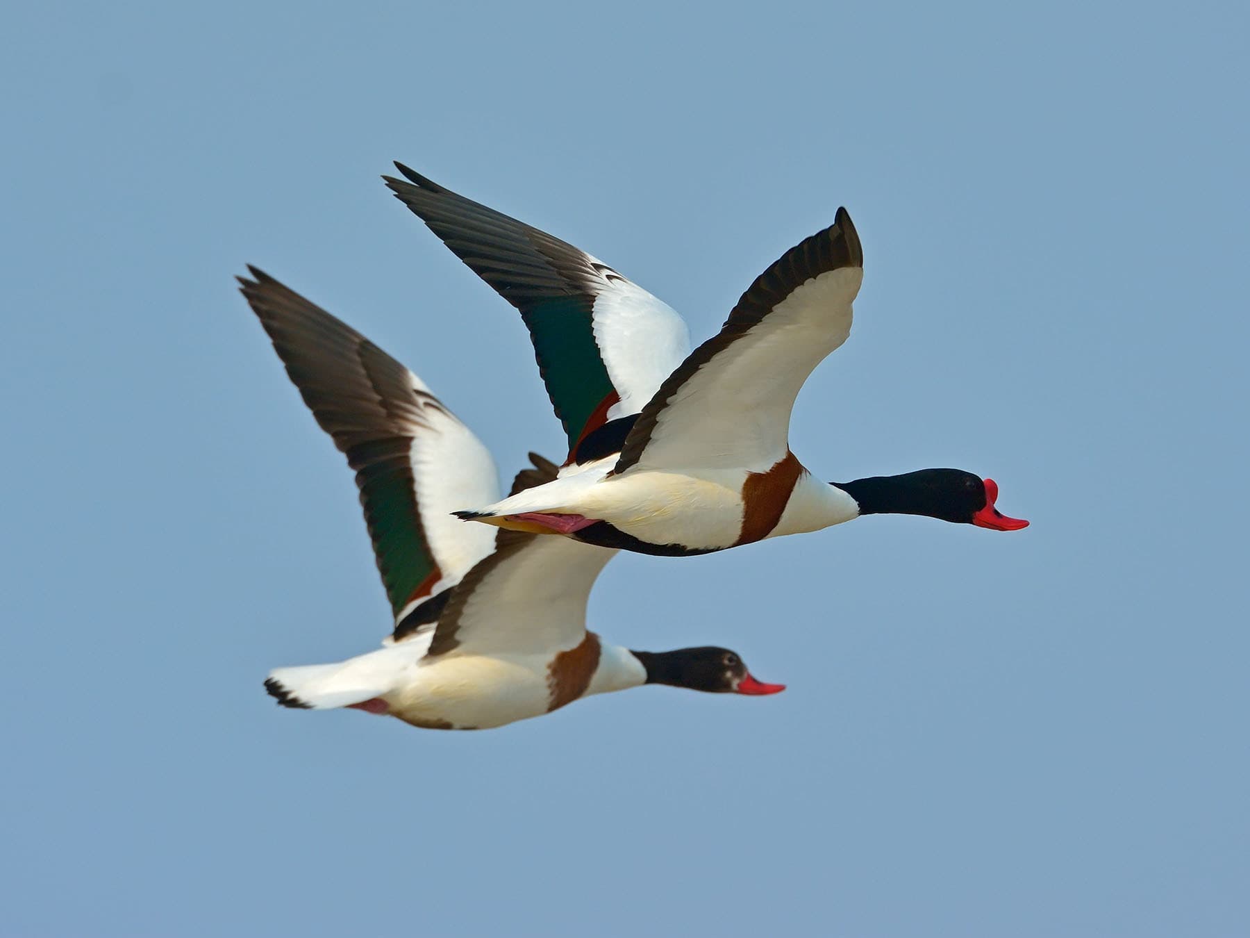 A pair of Shelduck in flight together