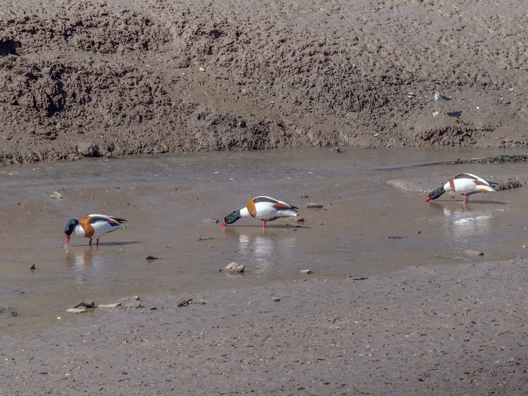Three Shelducks feeding in a row on North Devon mudflats