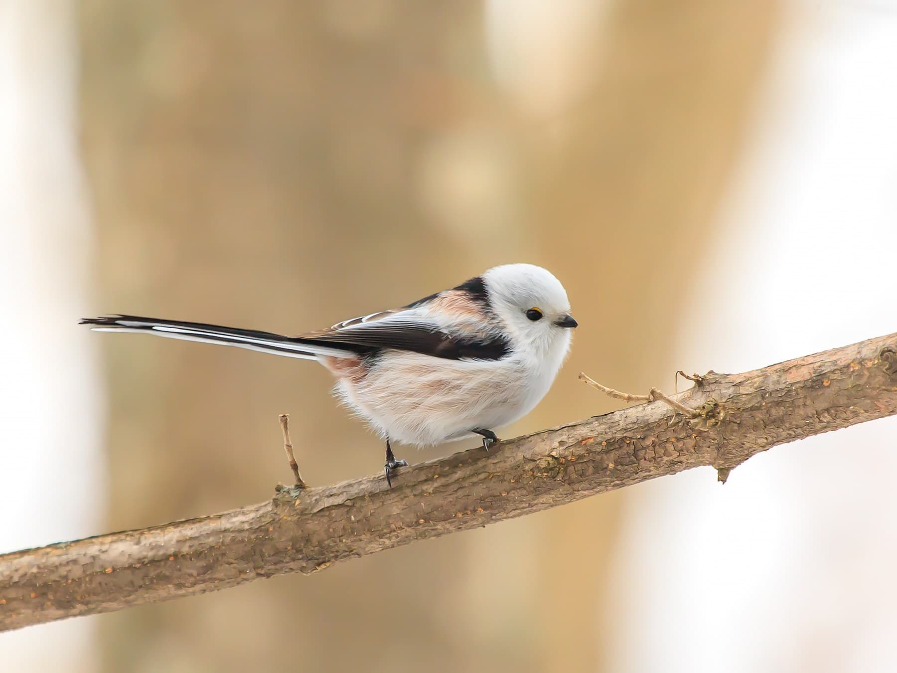 A white-headed Long-tailed Tit on a branch in Asahikawa, Hokkaido: pure white head, yellow eye-ring, black and pink back and a long black-and-white tail