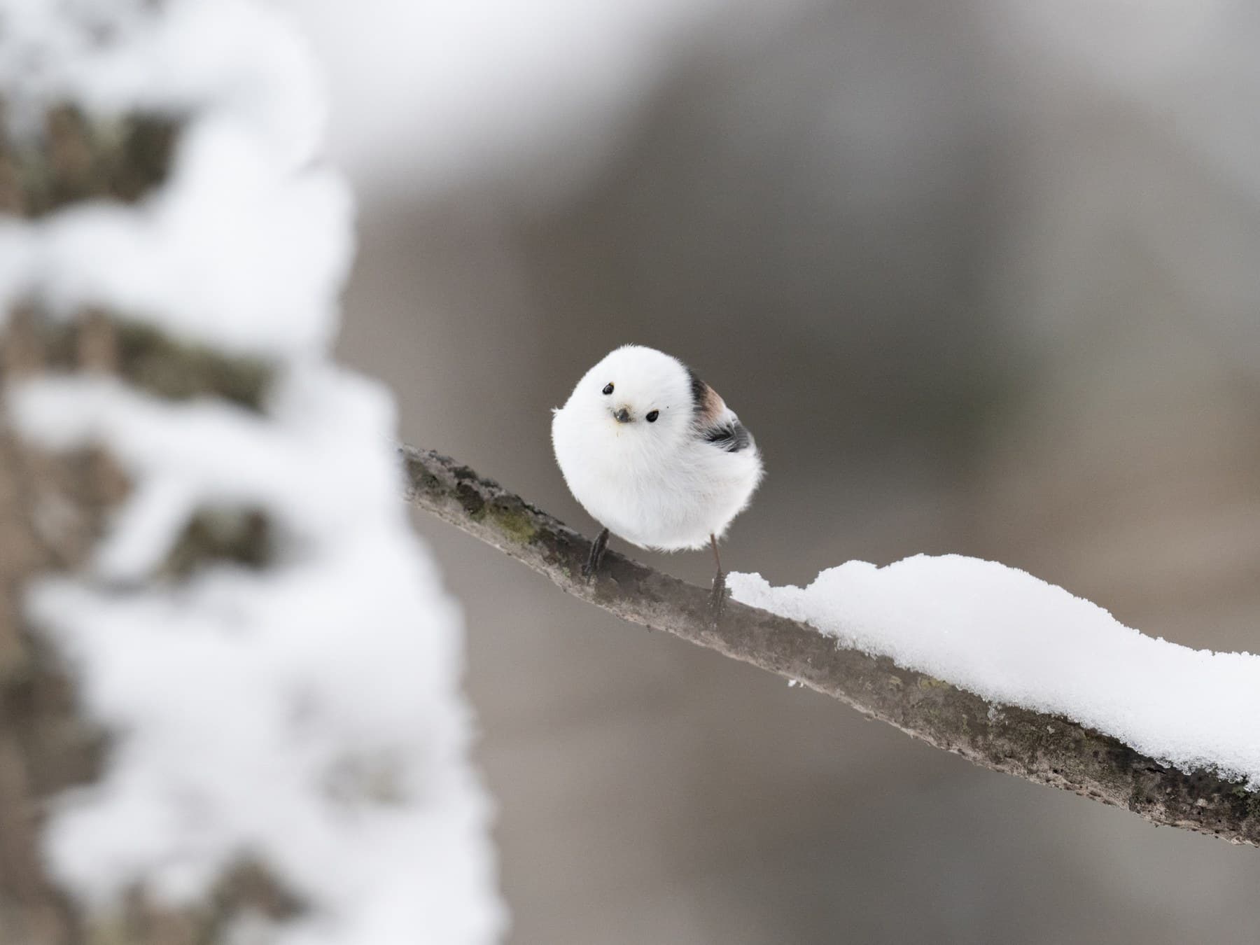 A shima enaga fluffed up into a round white ball on a snowy branch at Kitami, Hokkaido, in December