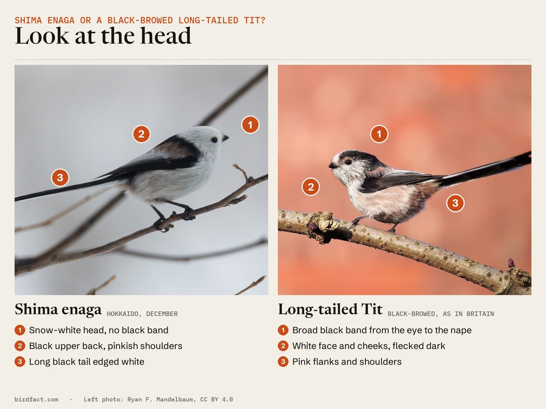 Shima enaga or a black-browed Long-tailed Tit: the shima enaga's snow-white head against the broad black band over the eye of a black-browed bird