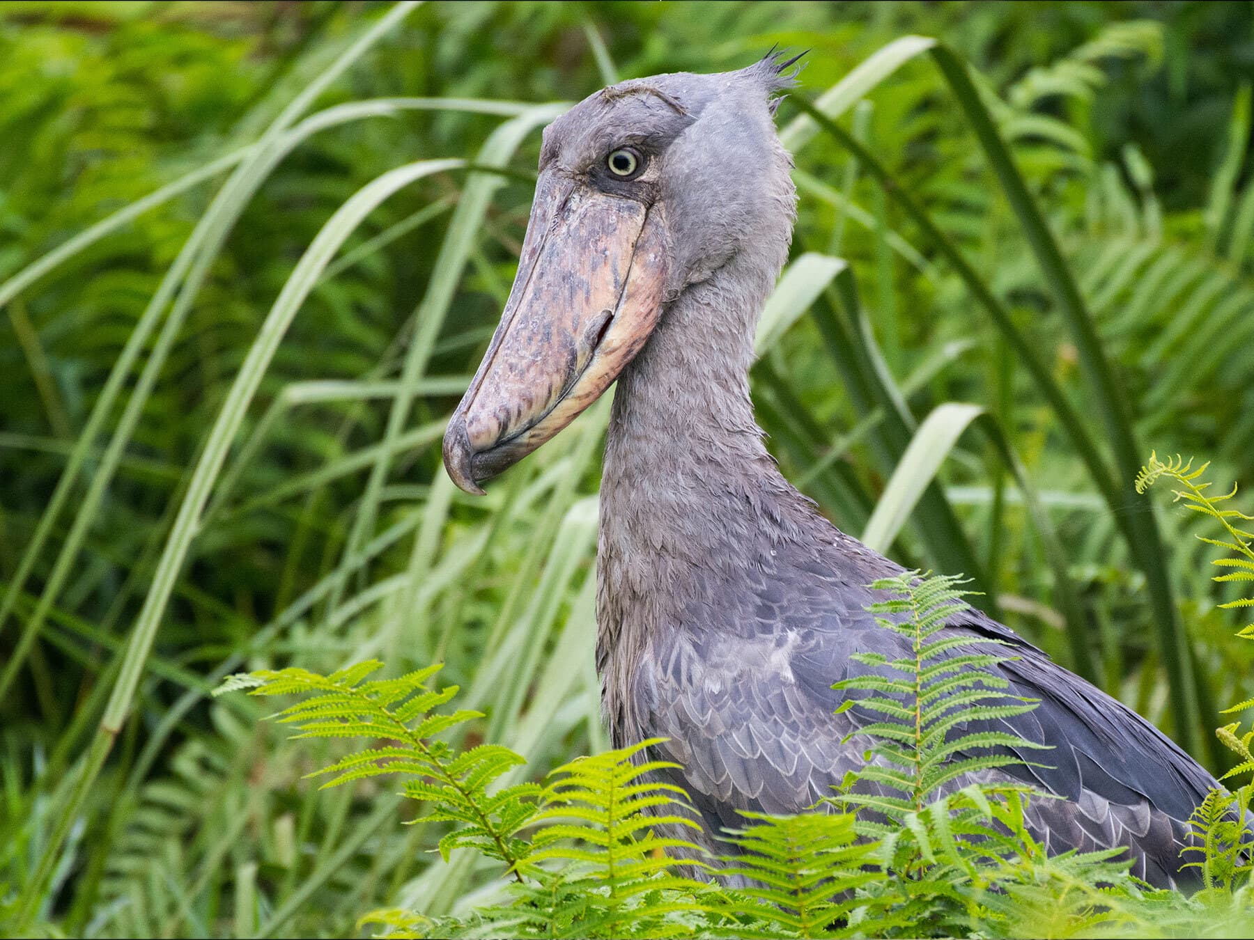 Shoebill aggression