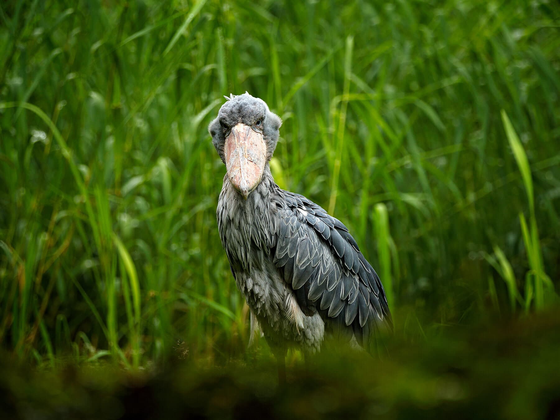 Shoebill close up
