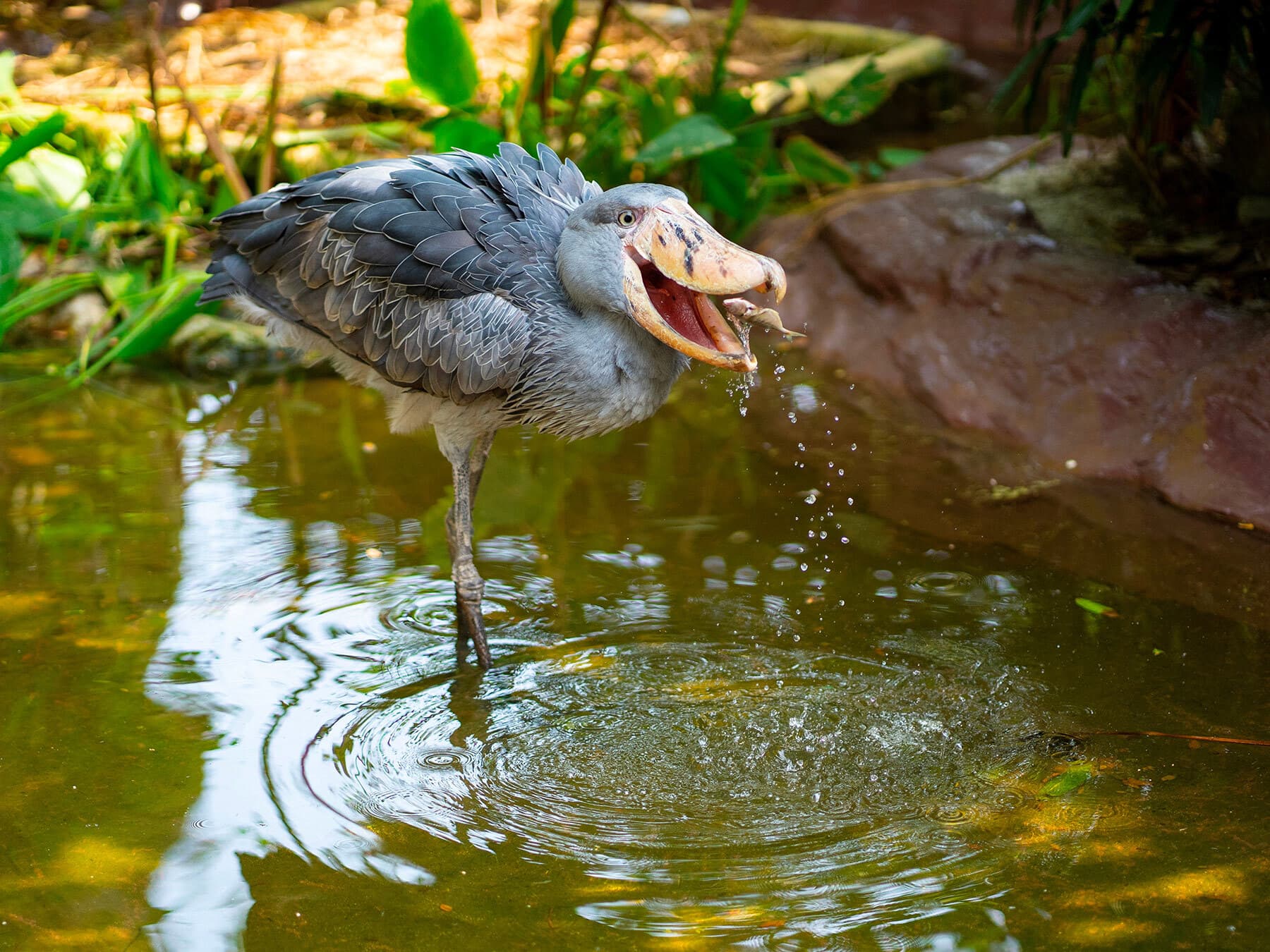 Shoebill eating fish