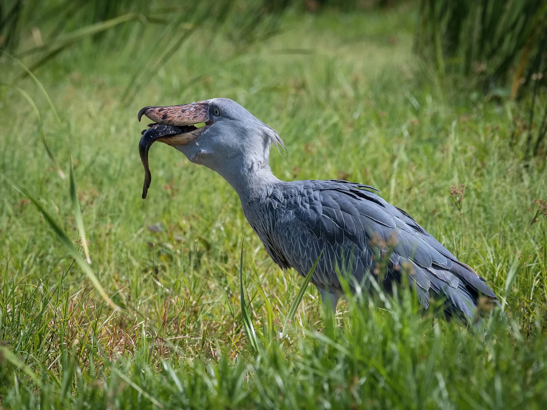 Shoebill eating prey