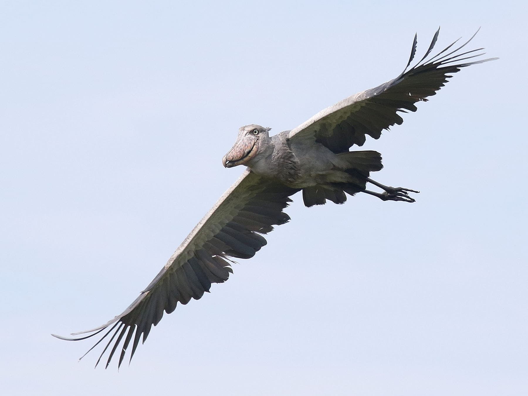 Shoebill in flight