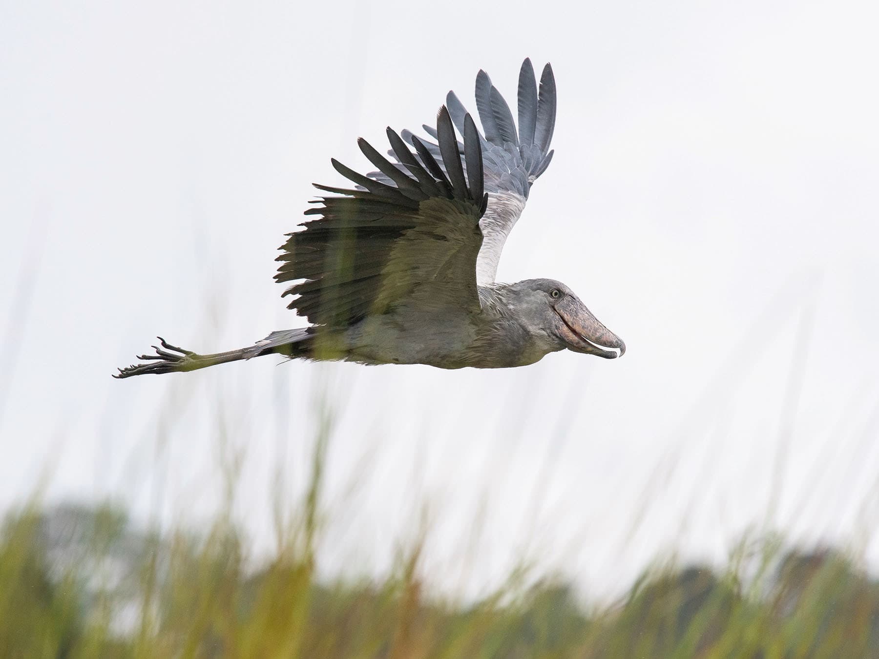 Shoebill flying low over marshland