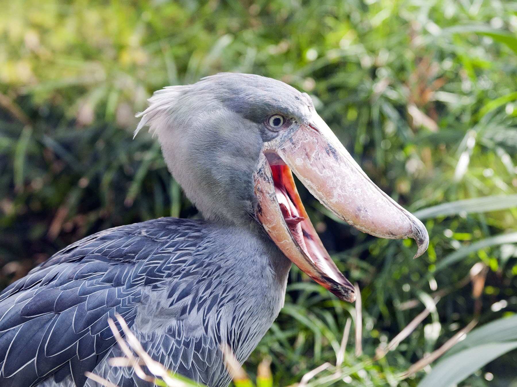 Shoebill with open beak