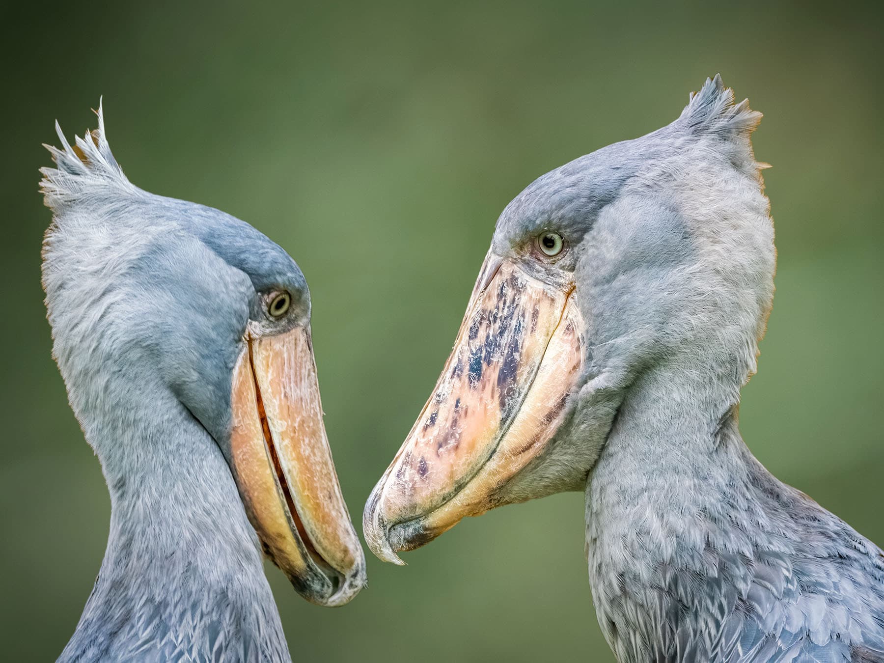 Close up of two Shoebills