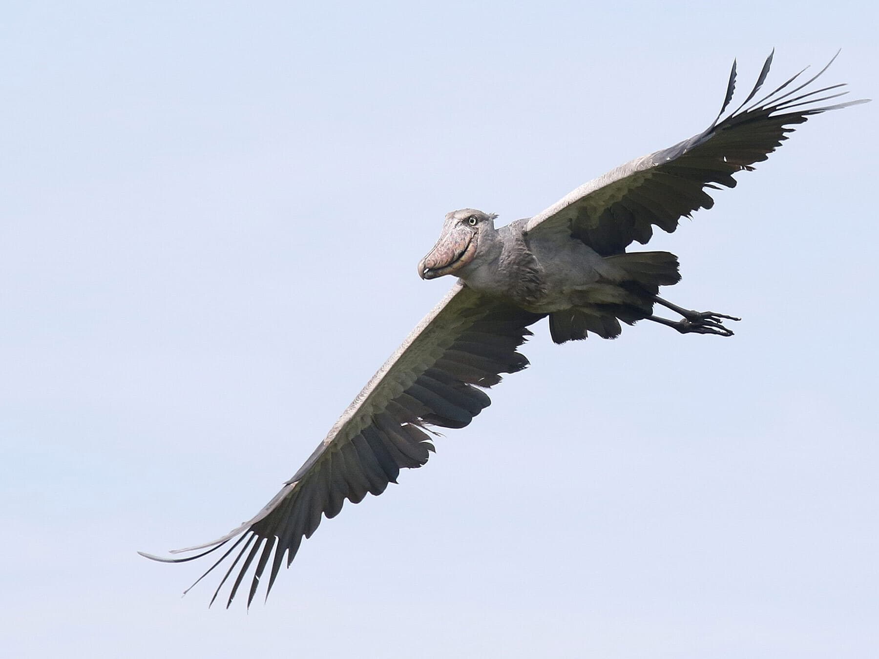 Shoebill stork distribution