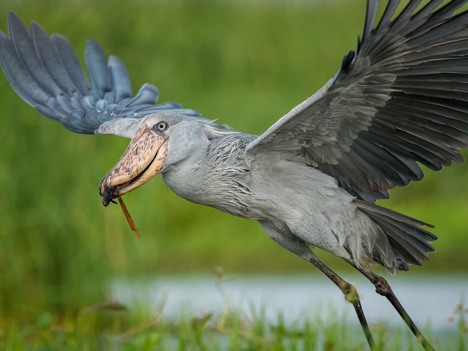 Shoebill stork with prey