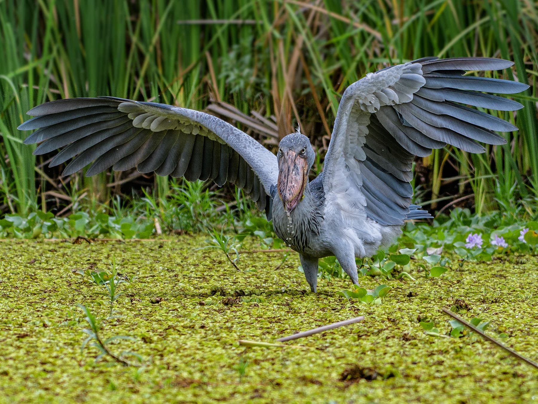 Shoebill Stork in its natural habitat