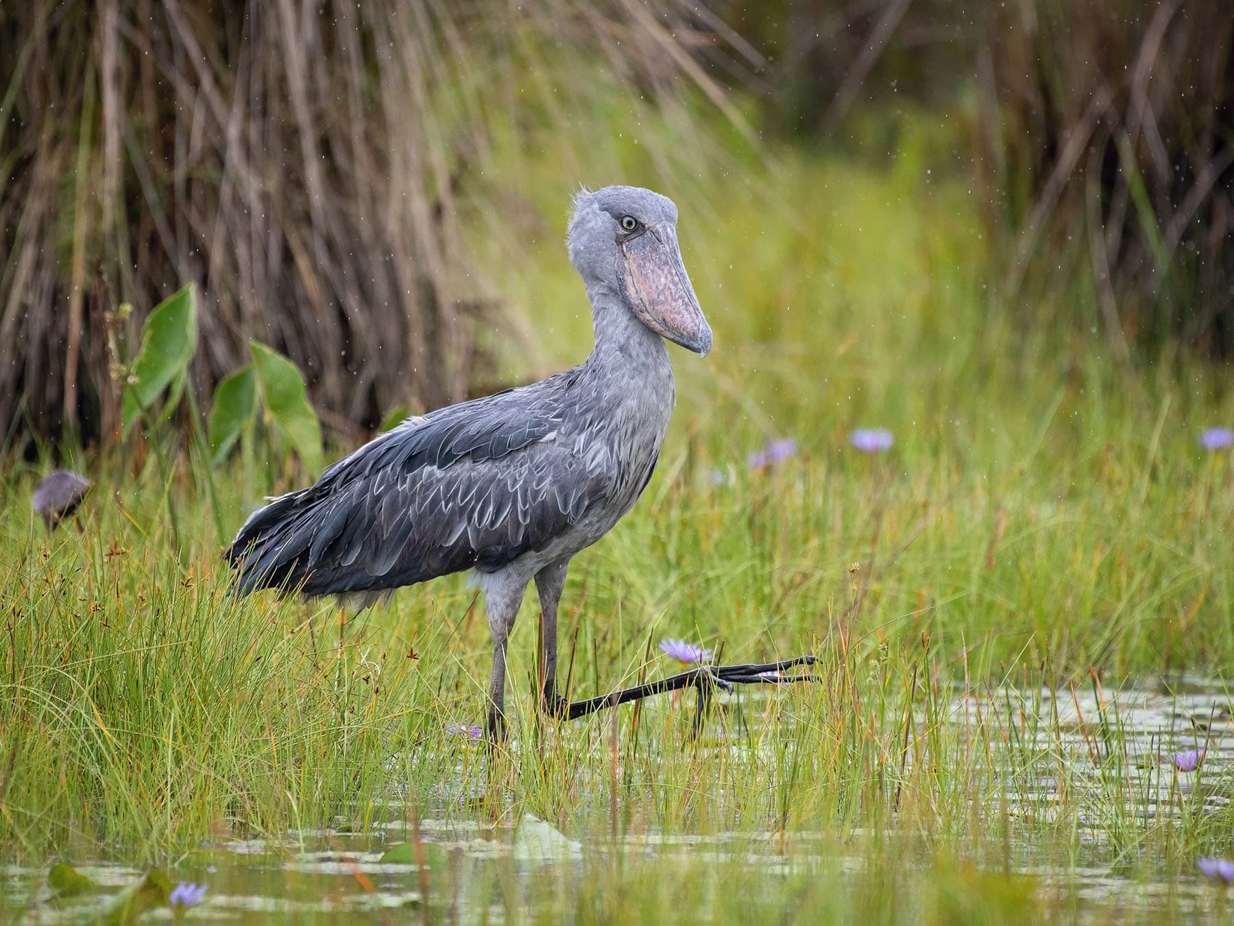 Shoebill wading, on the hunt for prey