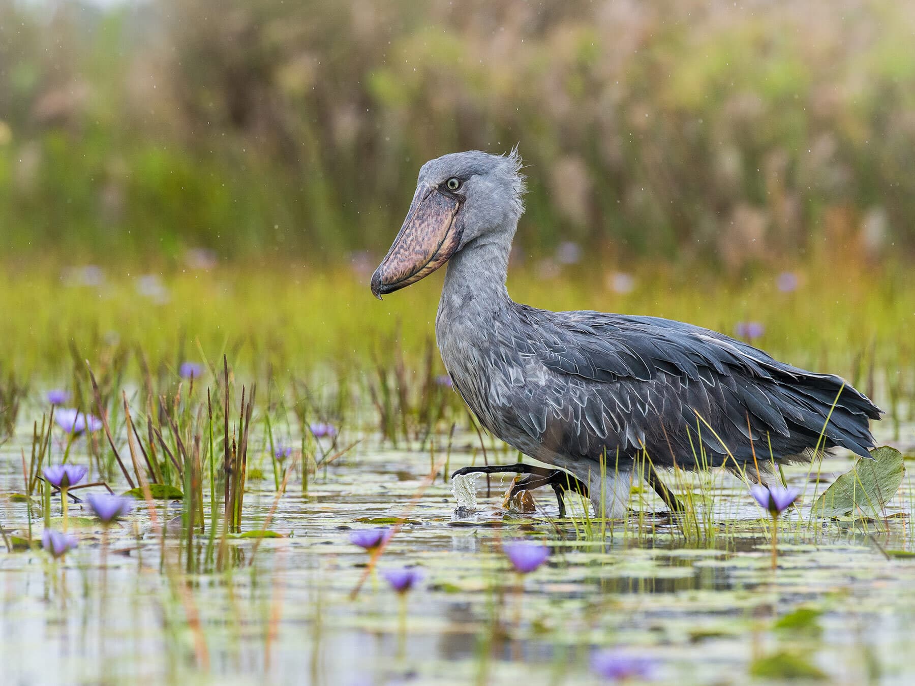 Shoebill wetland