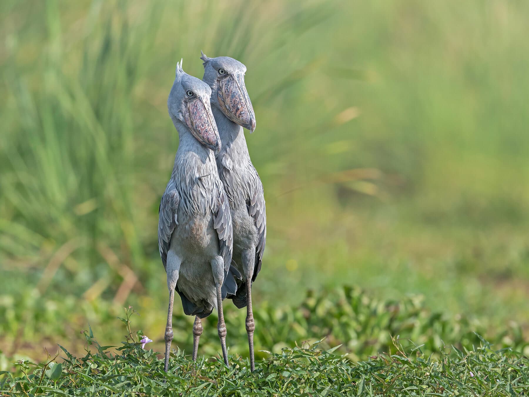 Shoebills in uganda