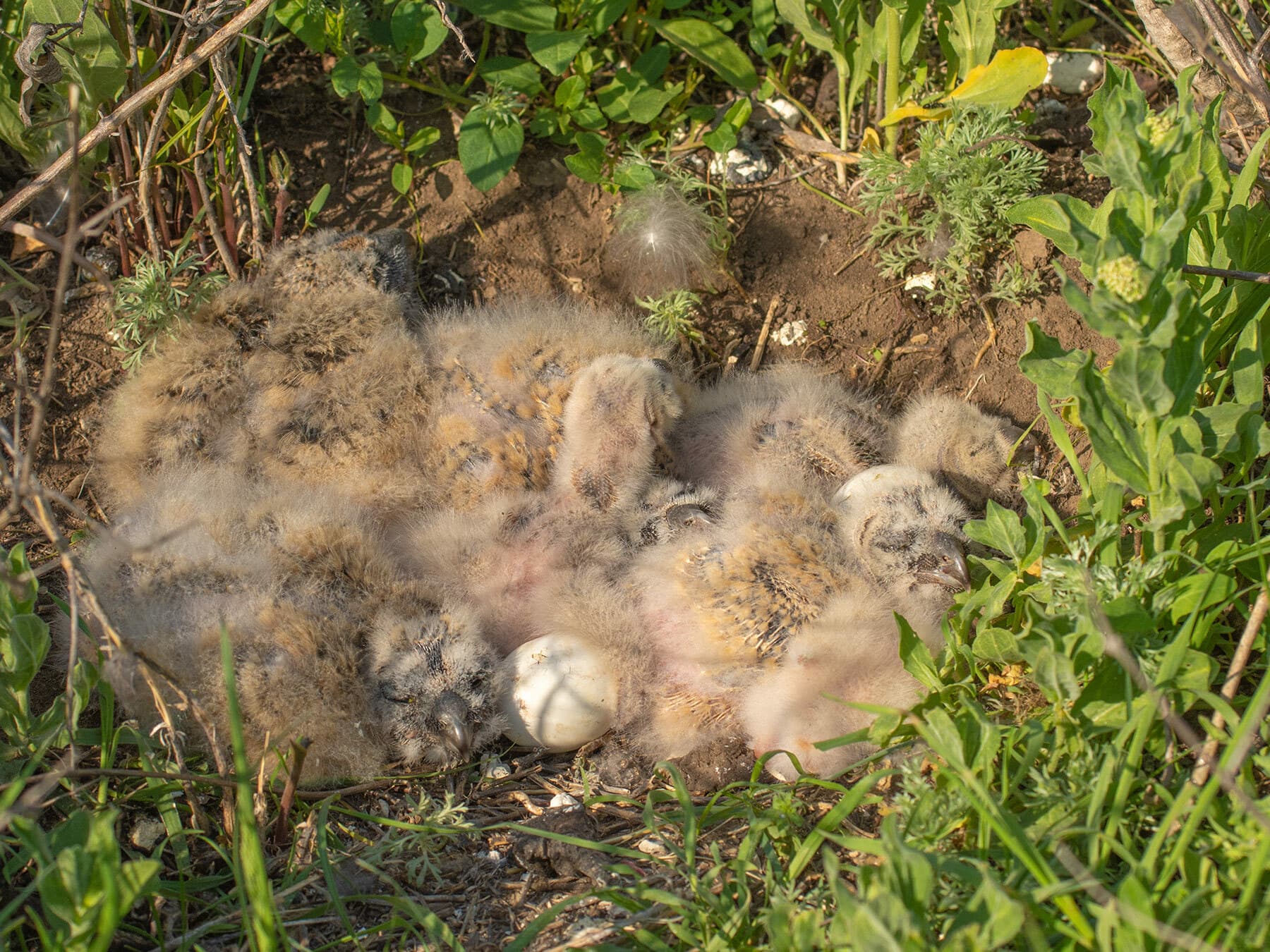 Nest of a Short-Eared Owl with chicks and eggs
