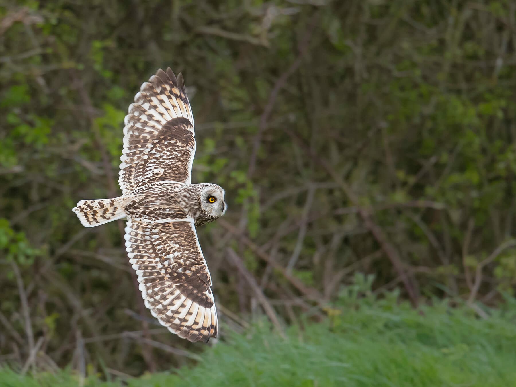 Short-Eared Owl flying
