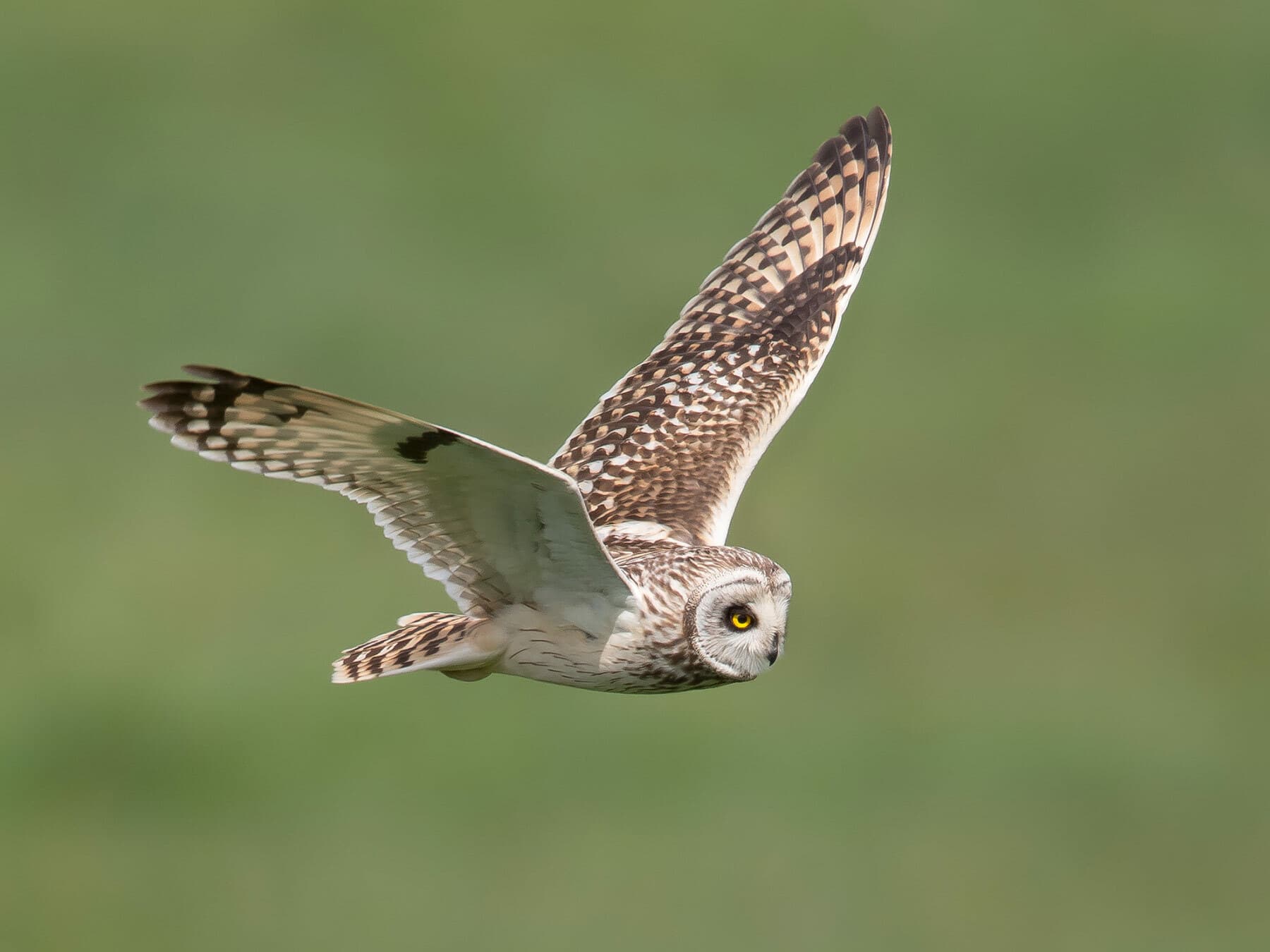 Short-Eared Owl in flight