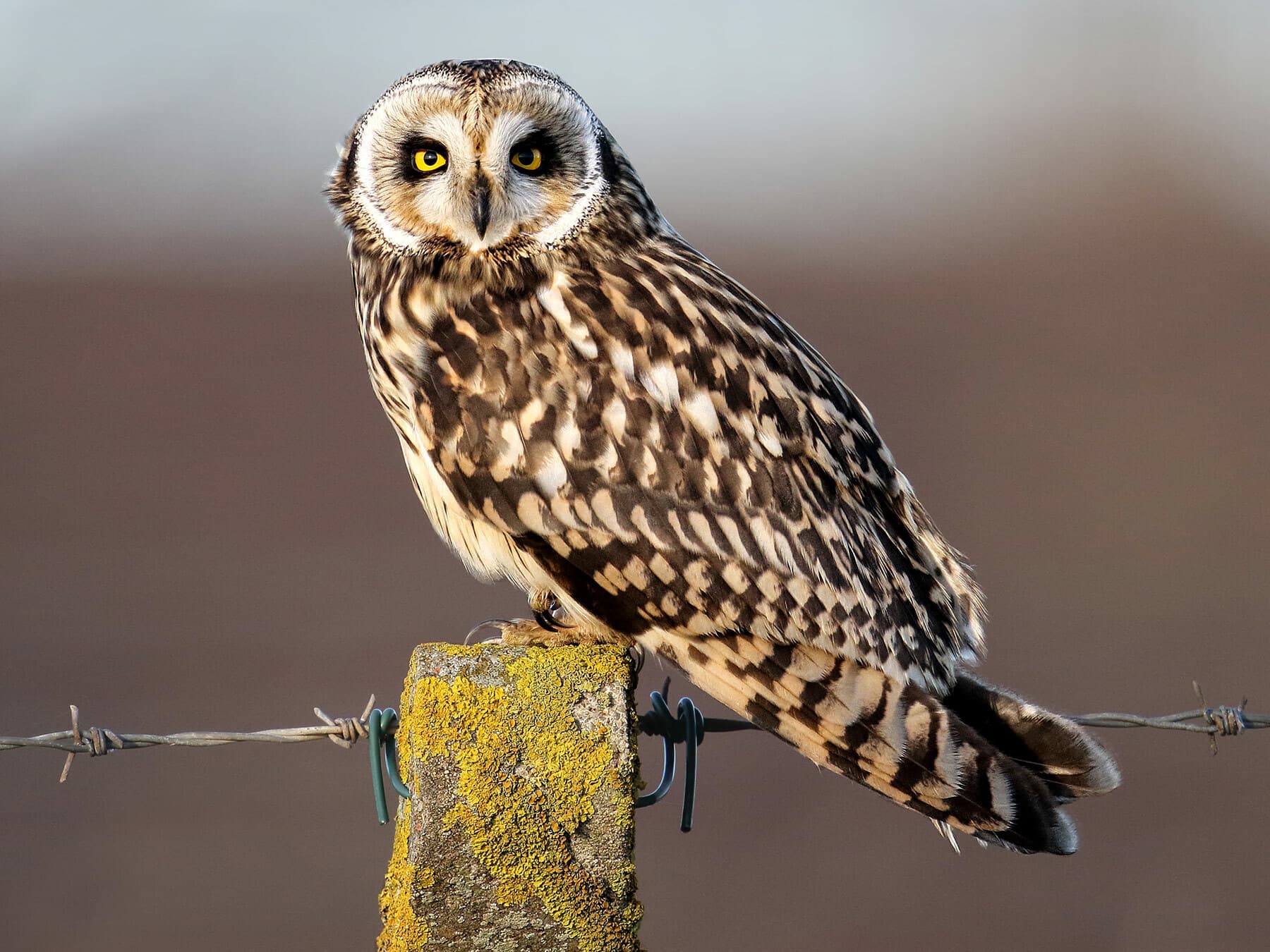 Perched Short-Eared Owl on a fence post