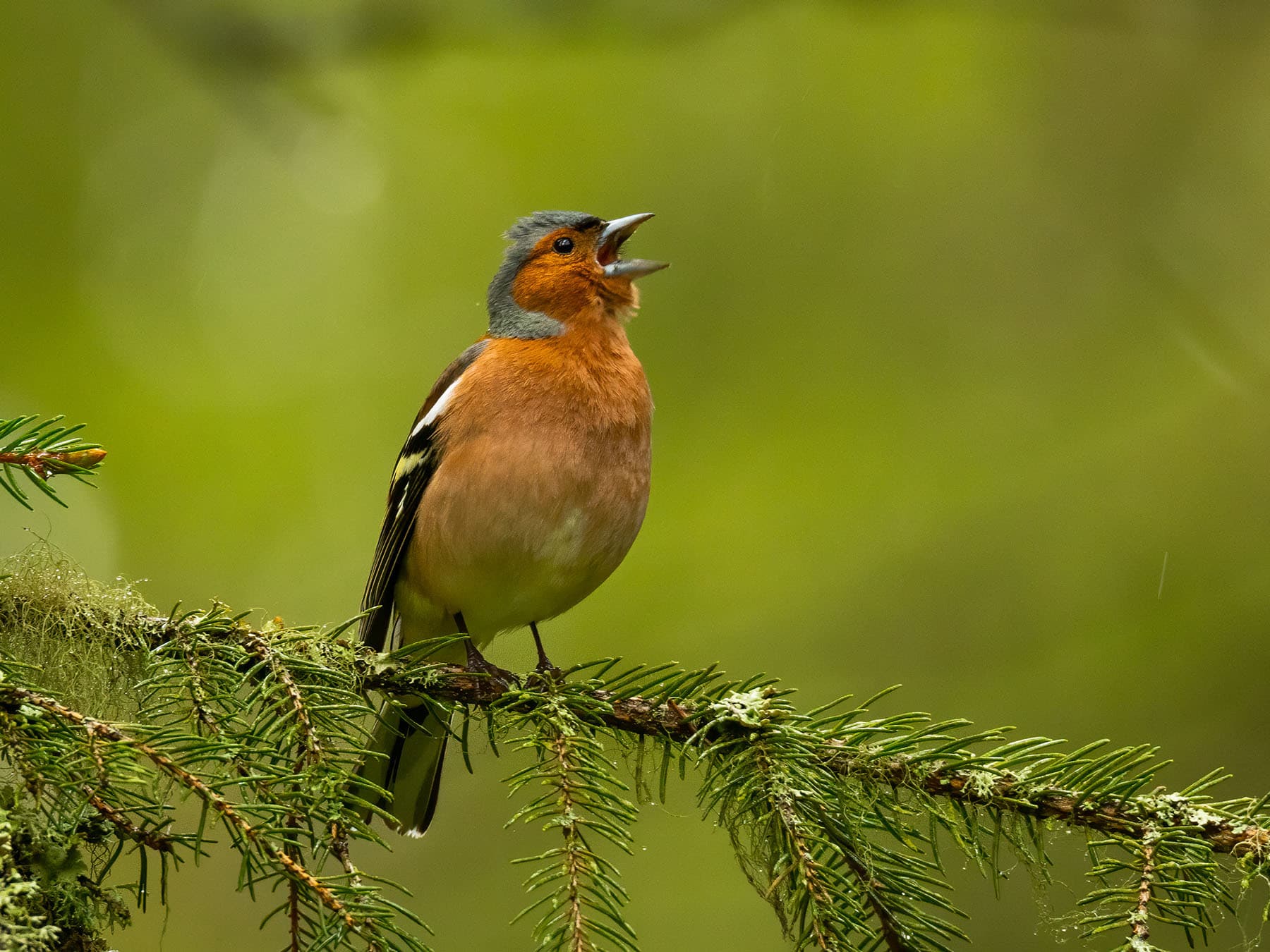 Close up of a singing Chaffinch in its natural habitat