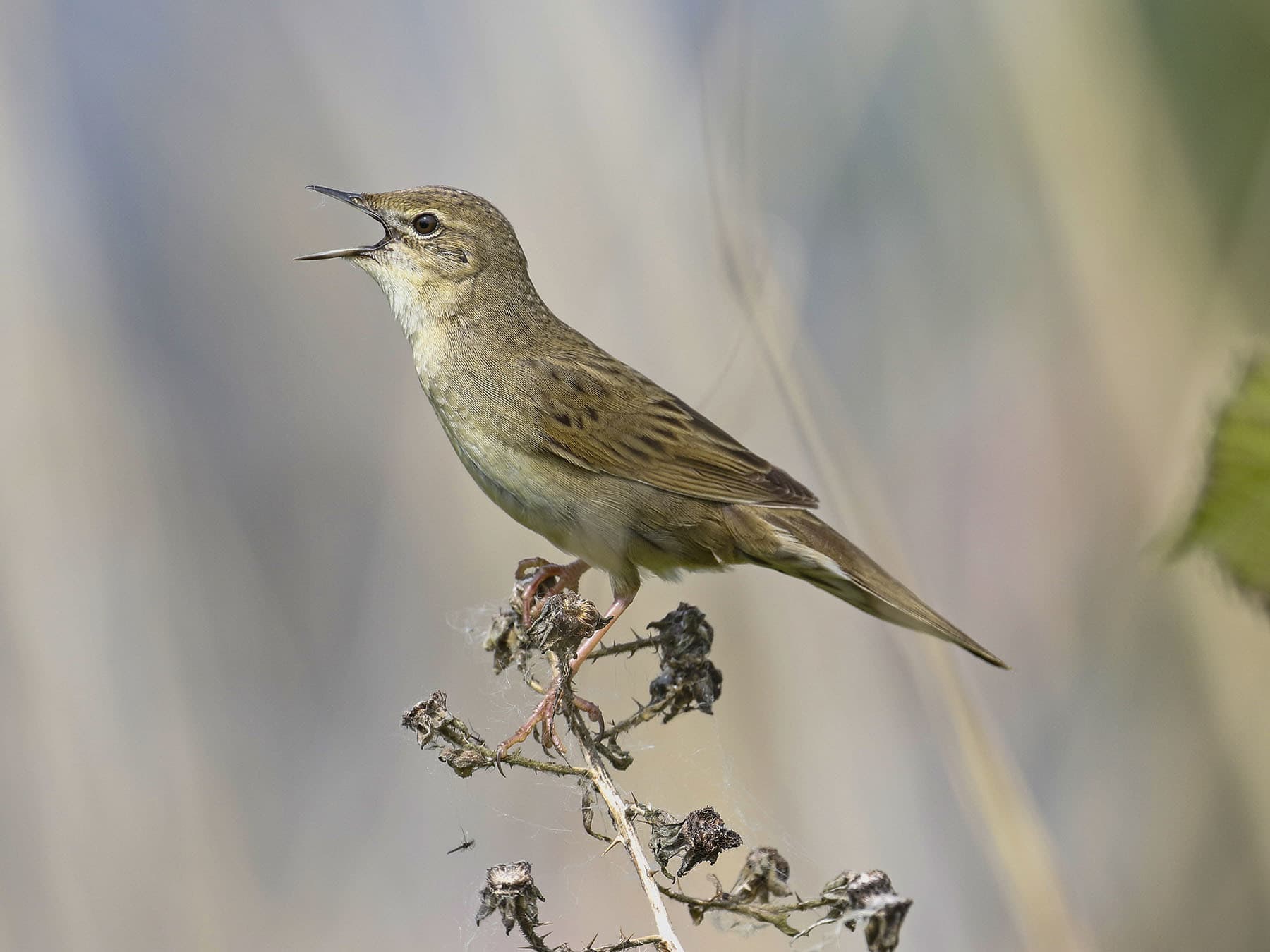 In the UK, Grasshopper Warbler numbers are thought to becoming stable